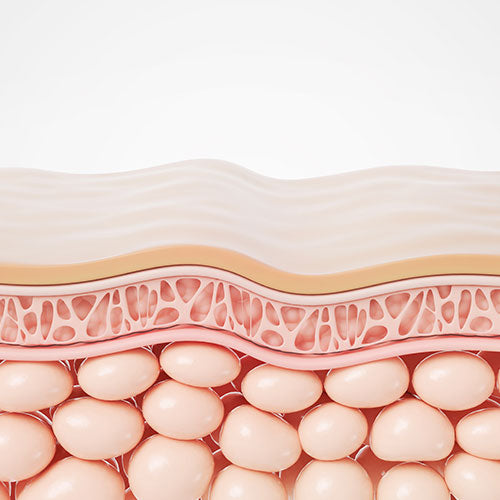 Cross-section of skin with dermal layer and epidermal layer on a white background